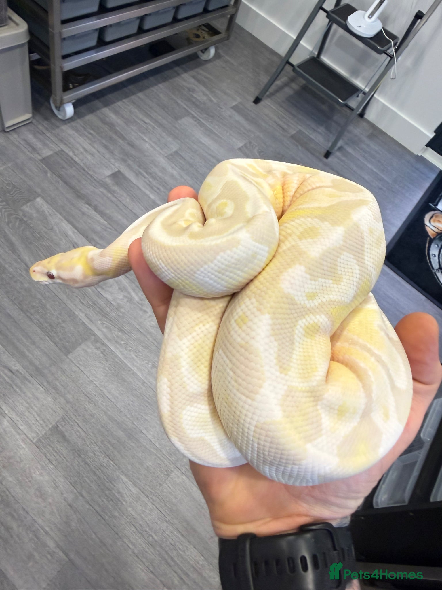 Python Snake reptiles Female Lavender Snow Ball Python - Advert 1