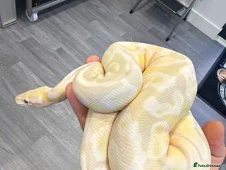 Python Snake reptiles Female Lavender Snow Ball Python - Advert 1