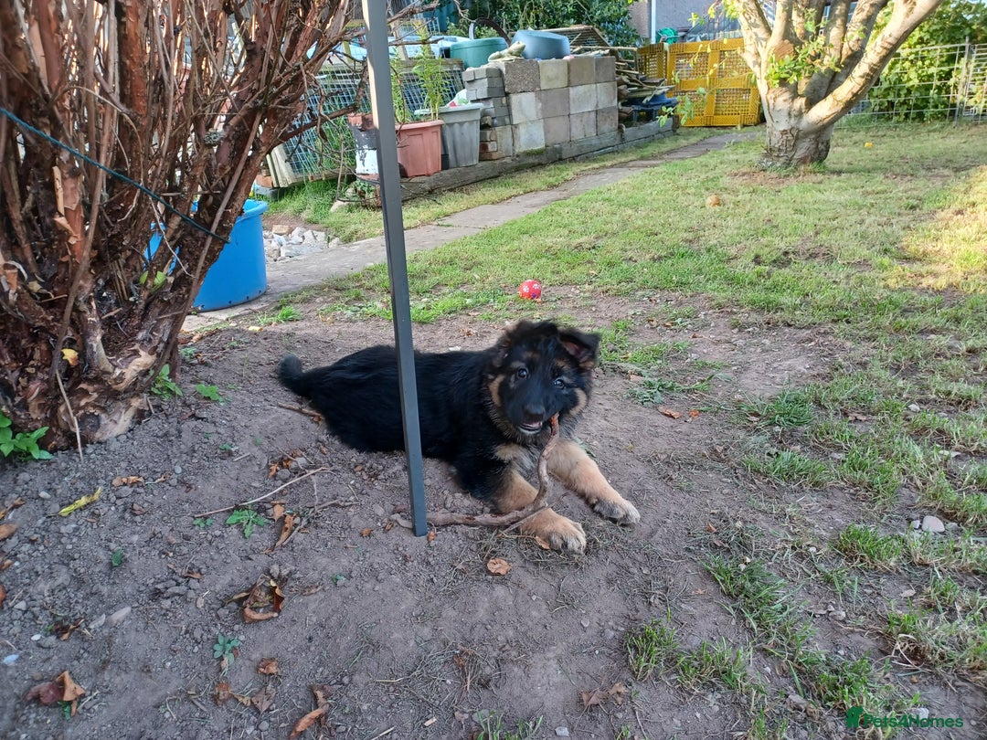 German Shepherd dogs for sale: 2 Beautiful Female German Shepherd Puppies - Image 3
