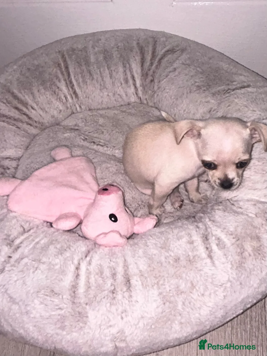 Chihuahua dogs for sale: Baby Girl Chihuahua  - Advert 2