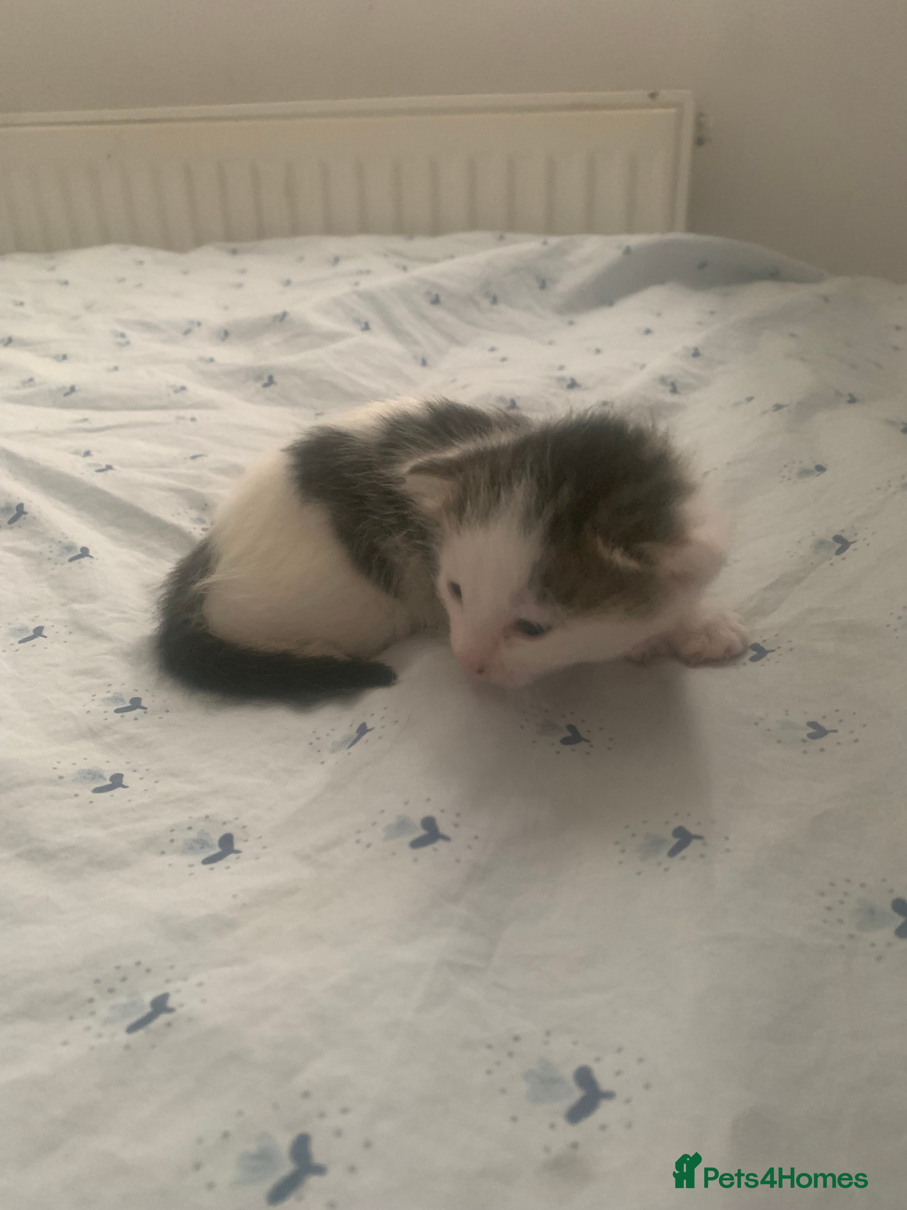 Mixed Breed cats 4 beautiful kittens for sale - Advert 6