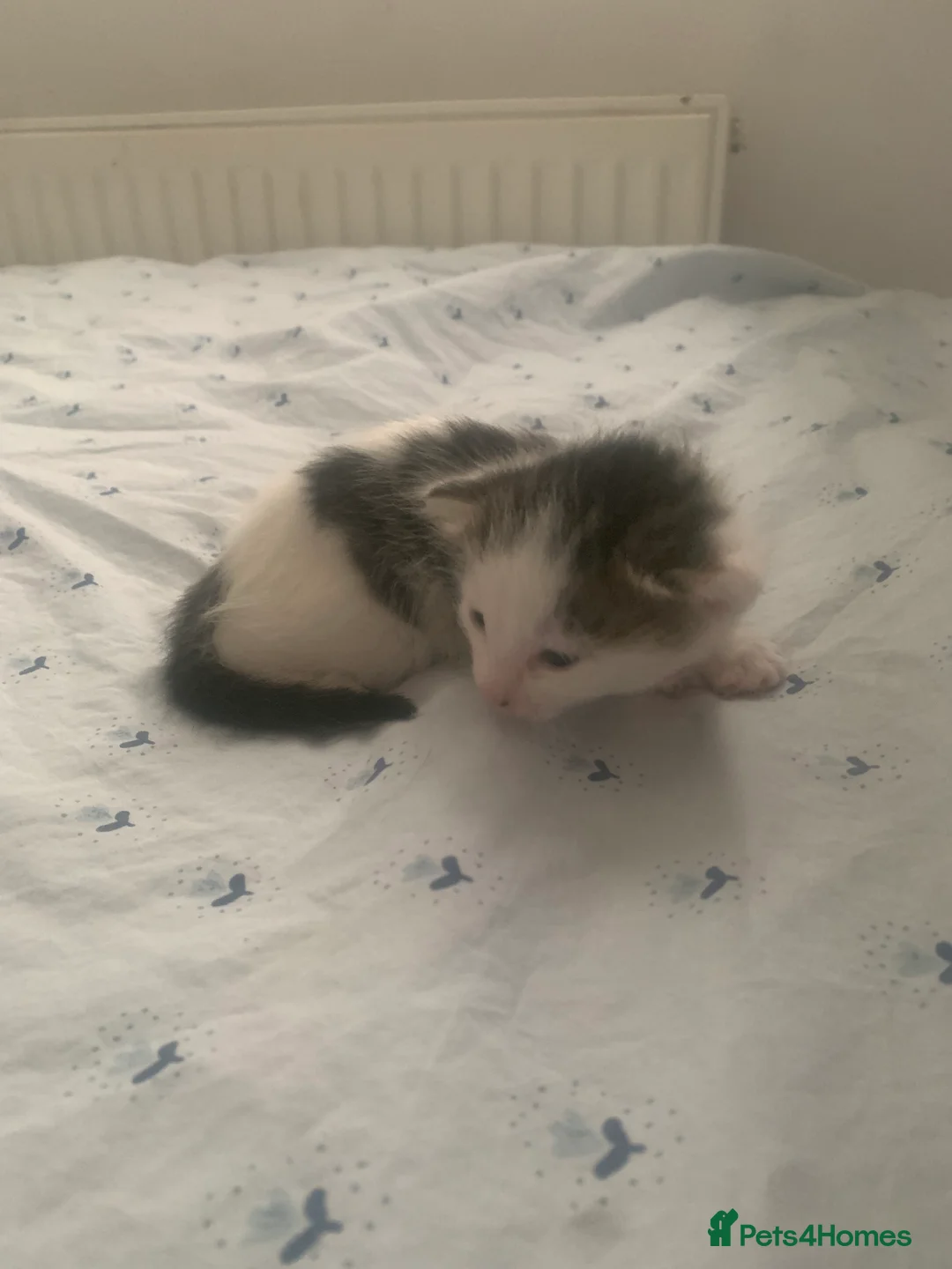 Mixed Breed cats for sale: 4 beautiful kittens for sale - Advert 2