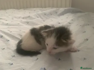 Mixed Breed cats 4 beautiful kittens for sale - Advert 7