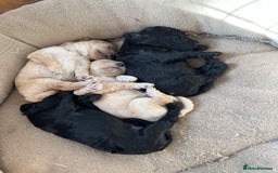 Miniature Poodle dogs for sale: Gorgeous miniature poodle pups - Image 2