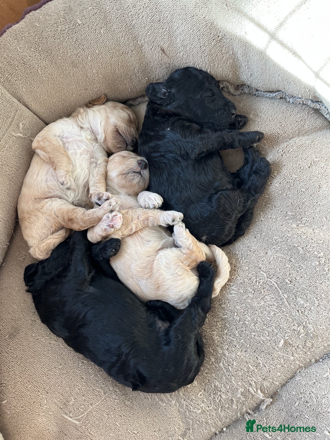 Miniature Poodle dogs for sale: Gorgeous miniature poodle pups - Image 2