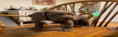 Sprocker 7