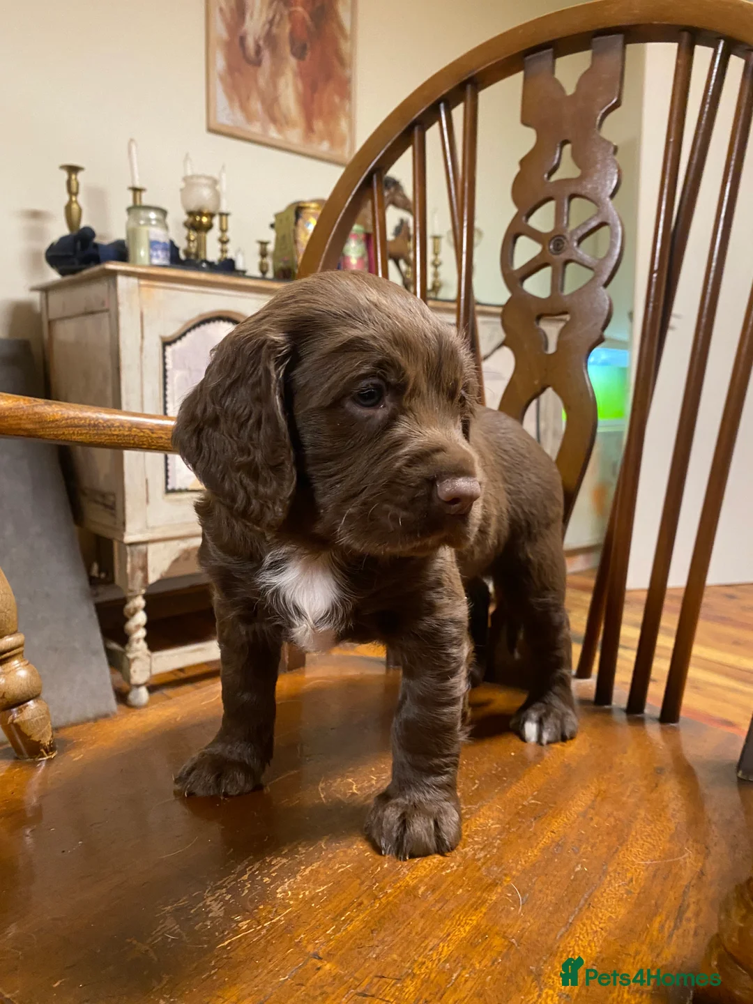 Sprocker dogs for sale: Sproker puppies born 21/9/2026 - Advert 2