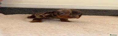 Dachshund 2