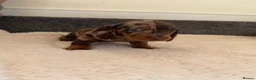 Dachshund dogs for sale: DACHSHUND PUPPIES FOR SALE - Advert 5