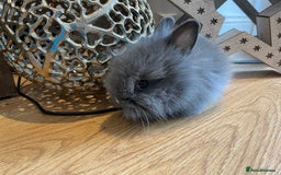 Lionhead rabbits for sale: 2 double mane lion heads  for sale  - Image 13