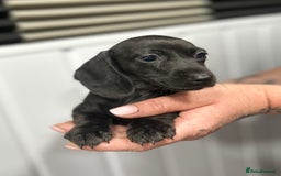 Miniature Dachshund dogs for sale: READY NOW! DAPPLE MINIATURE DACHSHUNDS⭐️ - Image 9