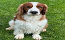 Welsh Springer Spaniel dogs for sale: Quality Welsh Springers | Exceptional homes only. - Image 5