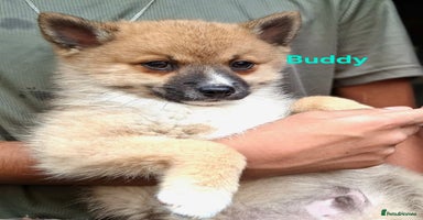 Pomsky dogs - Advert 1
