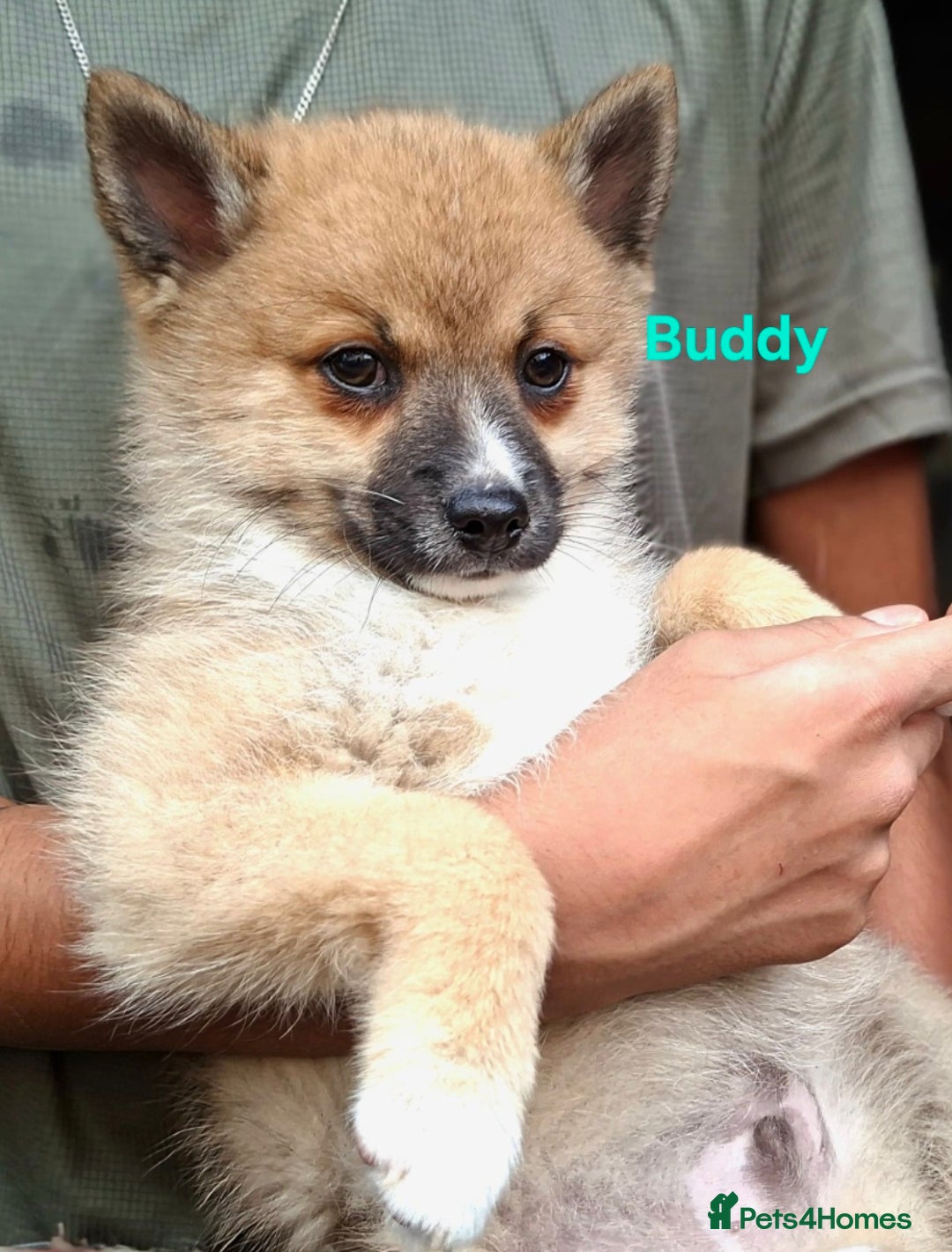 Pomsky dogs for sale: Fully vaccinated, 3 F4 Pomskies. Well socialised. - Image 20