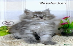 Maine Coon cats for sale: Stunning Maine coon kittens TICA registration - Image 7