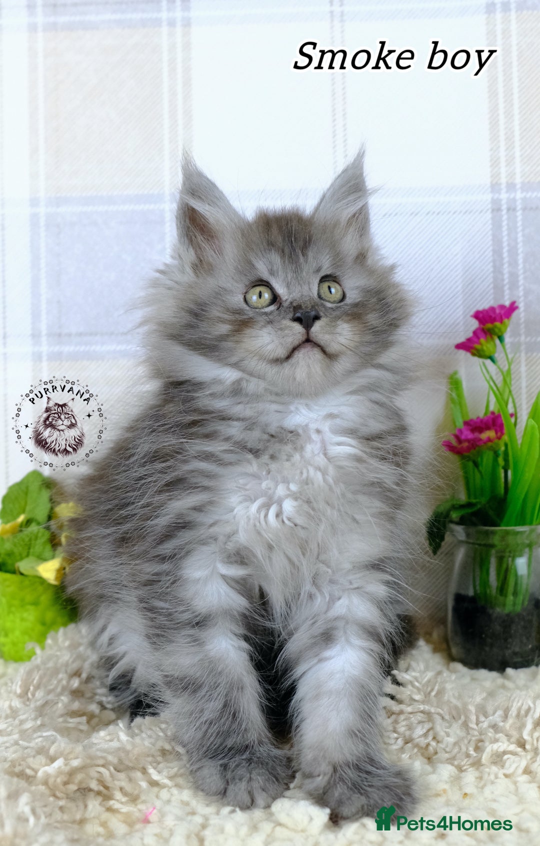 Maine Coon cats for sale: Stunning Maine coon kittens TICA registration - Image 7
