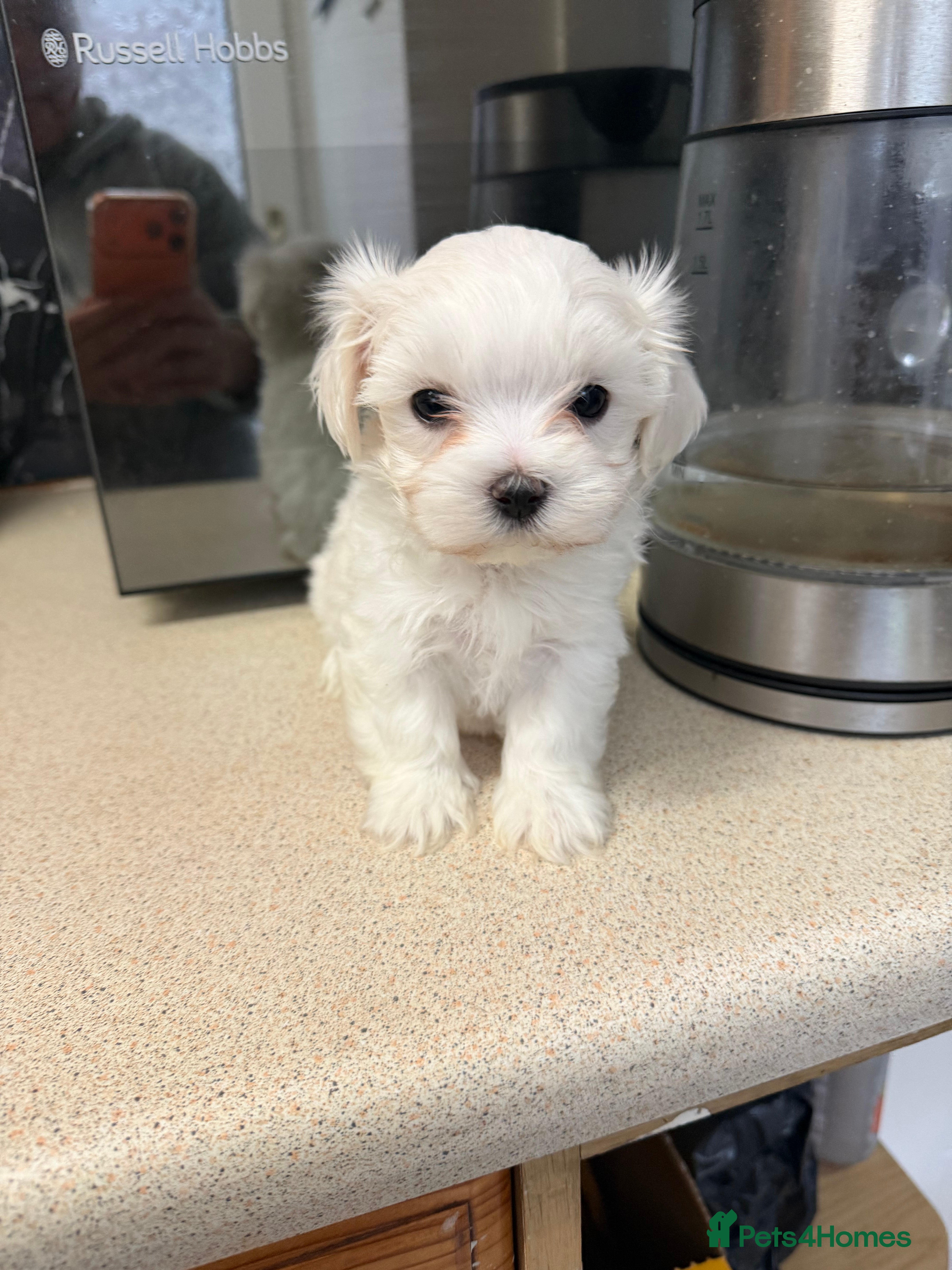 Maltese dogs Puppies for sale beautiful Maltase  - Advert 1
