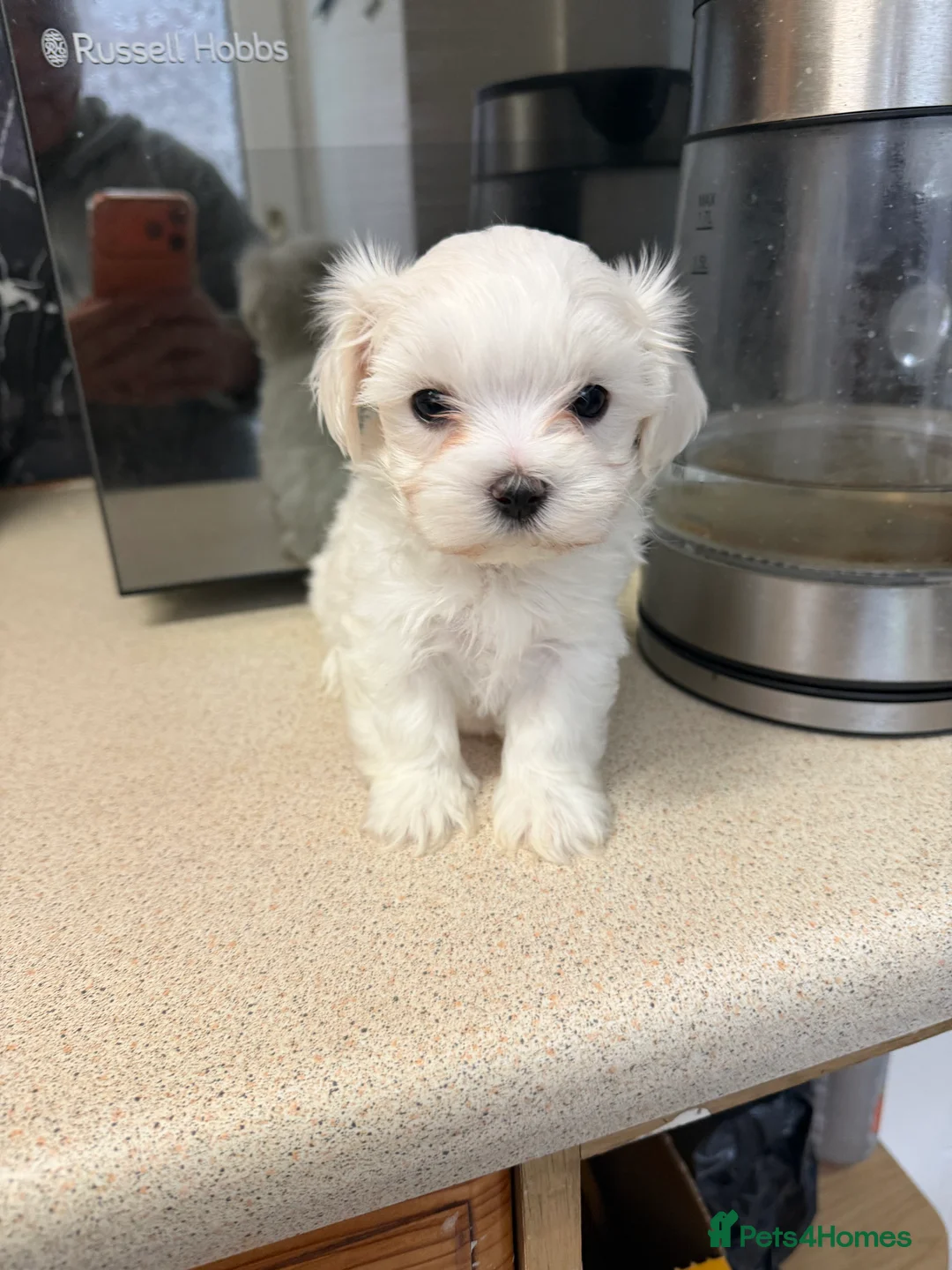 Maltese dogs for sale: Puppies for sale beautiful Maltase  - Advert 1