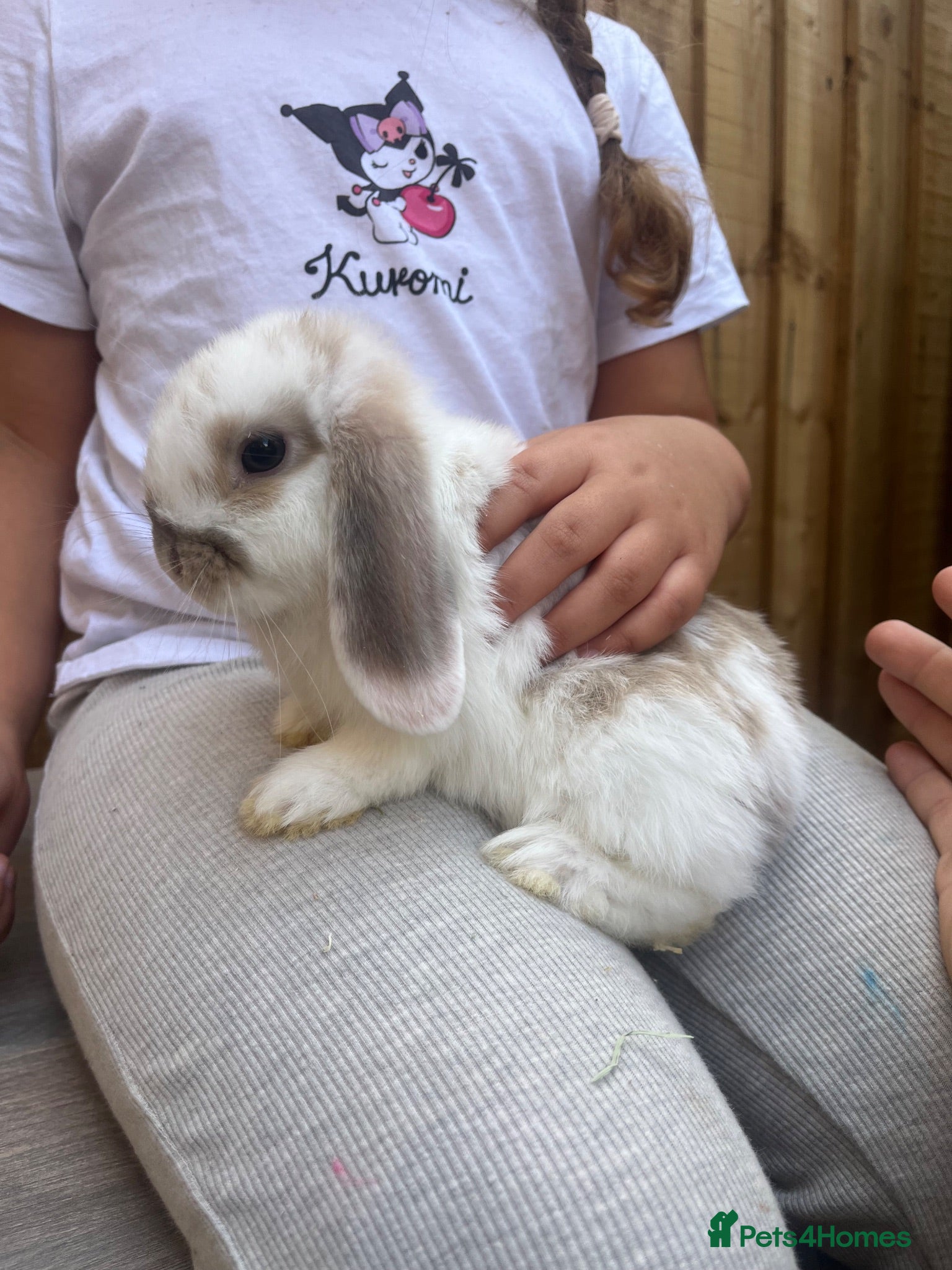 Mini Lop rabbits Litter of baby mini lops - Advert 17