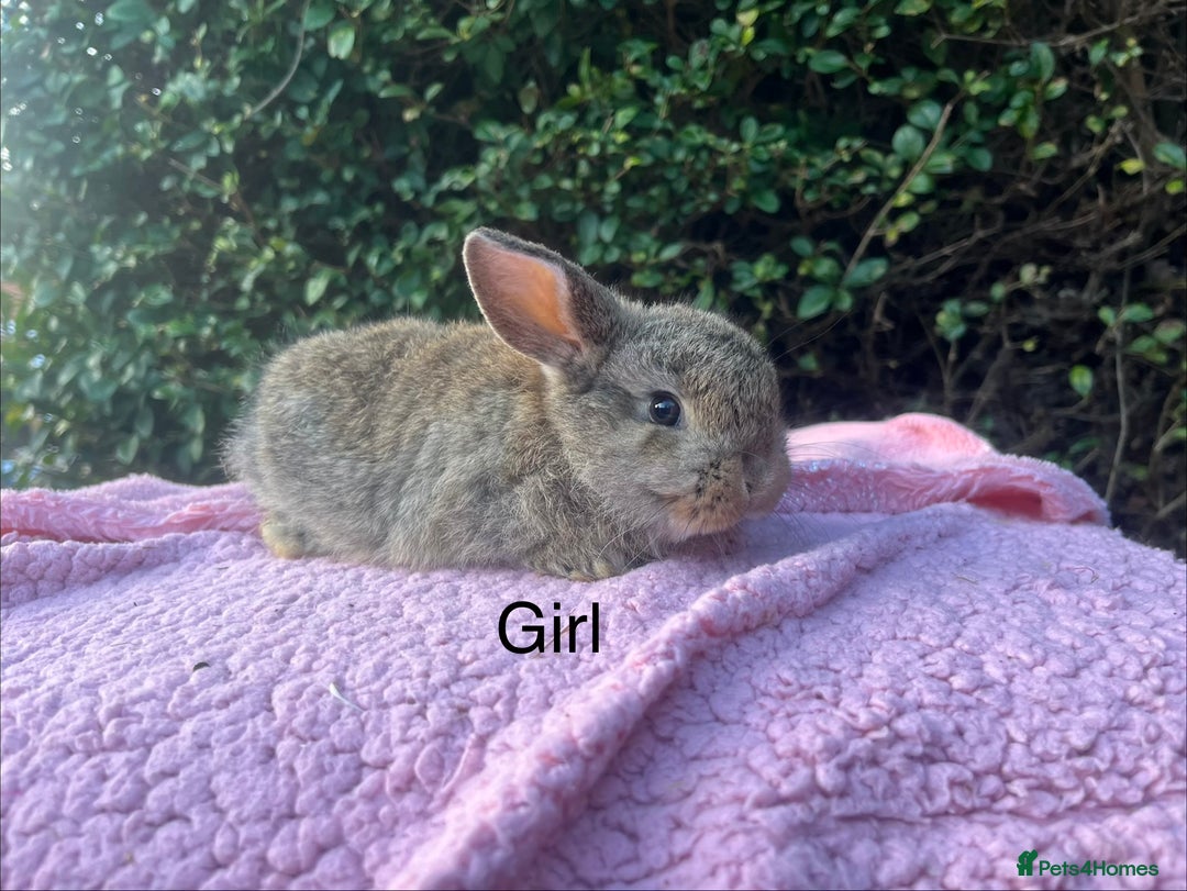 Mini Lop rabbits for sale: Mini Lops and mini double manned lionhead  - Advert 8