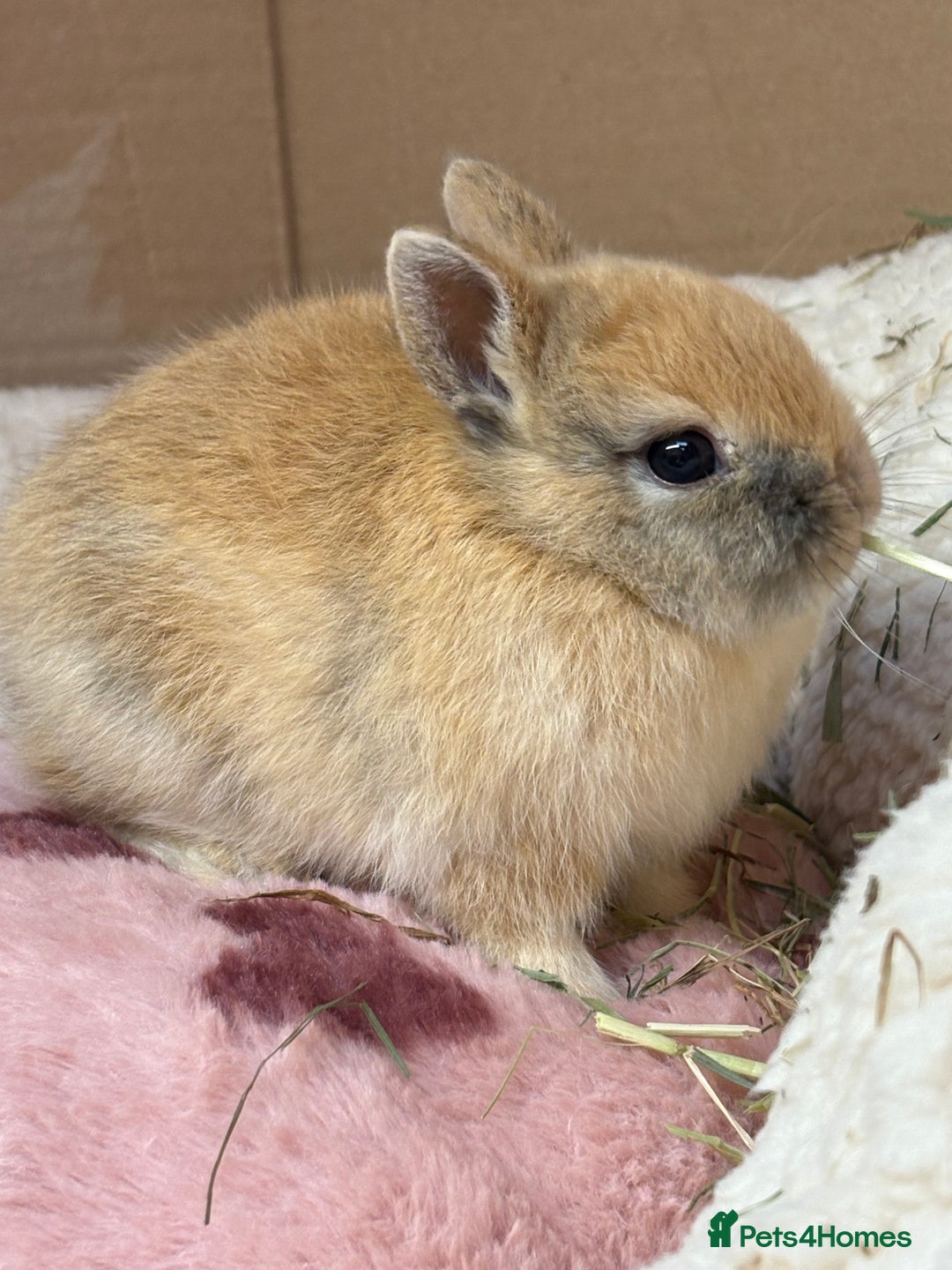 Netherland Dwarf rabbits for sale: Pure bred Netherland dwarf (vaccinated) - Advert 2