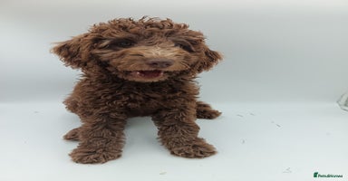 Labradoodle dogs - Advert 5