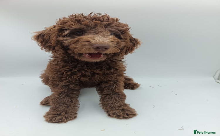 Labradoodle dogs - Advert 3