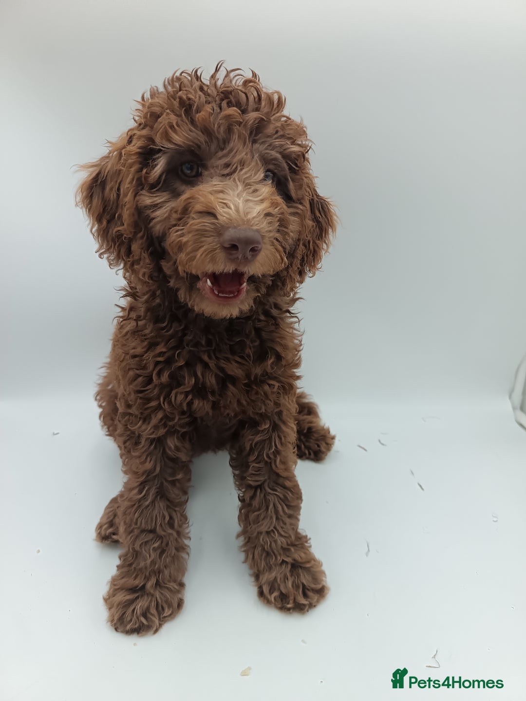 Labradoodle dogs for sale: 🌈The work has been done , choose your breeder 🌈 - Image 8