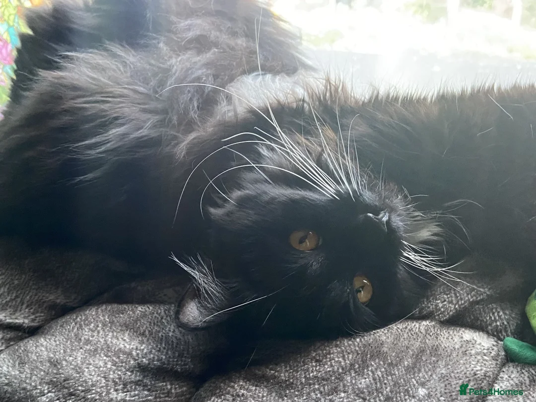 Mixed Breed cats for sale: 4Yr Male Maine Coon mix - Advert 2