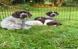 Mixed Breed dogs for sale: GSP X Springer pups (3 left) Northern Ireland  - Image 4