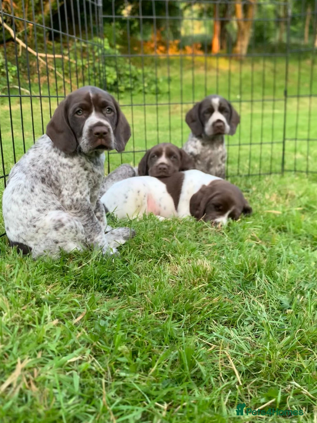 Mixed Breed dogs for sale: GSP X Springer pups (3 left) Northern Ireland  - Image 4