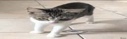 Mixed Breed cats for sale: Mixed breed - Advert 9