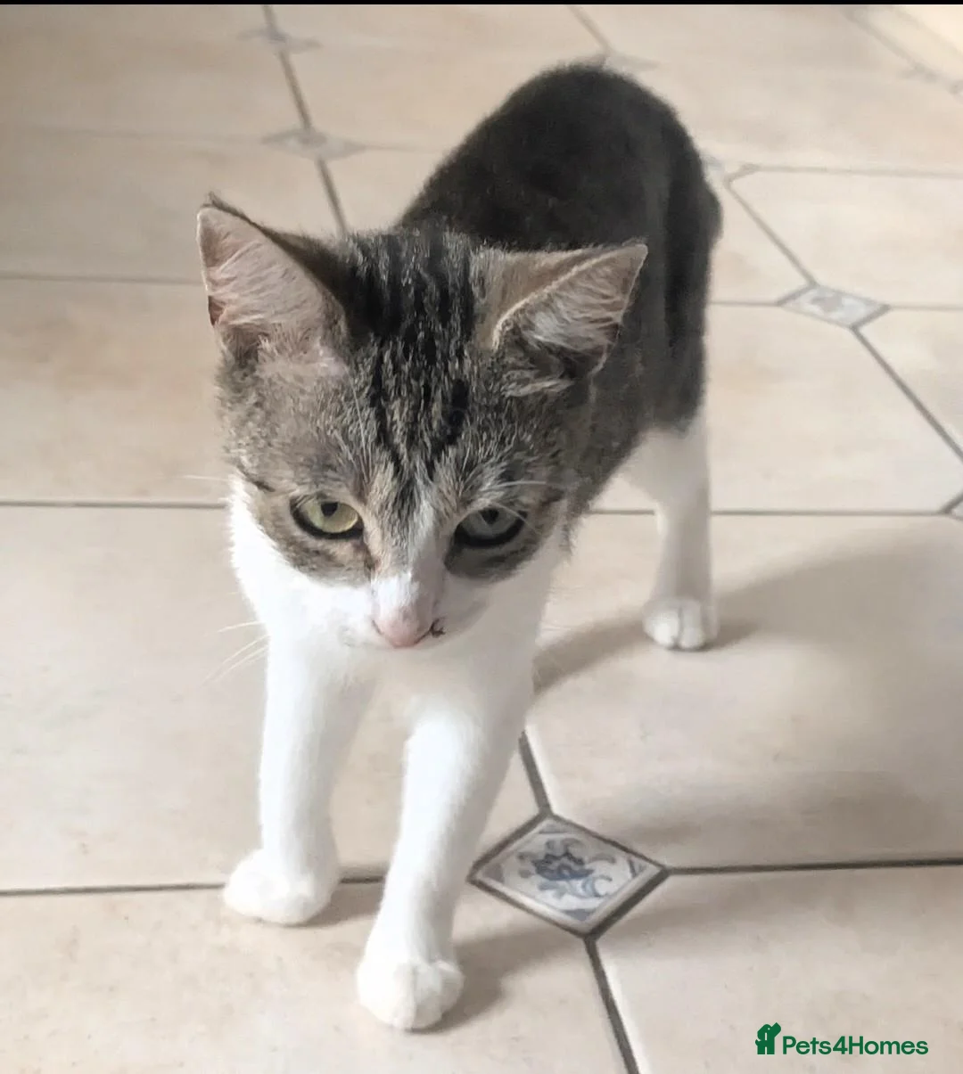 Mixed Breed cats for sale: Mixed breed - Advert 9