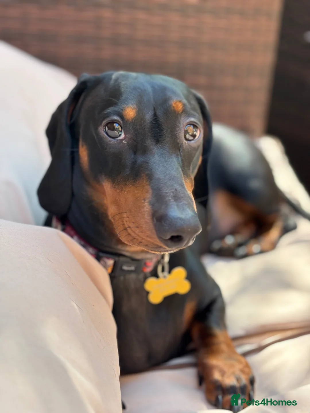 Dachshund dogs for stud: Smooth Haired Standard Dachshund  - Advert 5