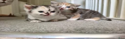 Munchkin cats for sale: Beautiful girls  - Advert 9