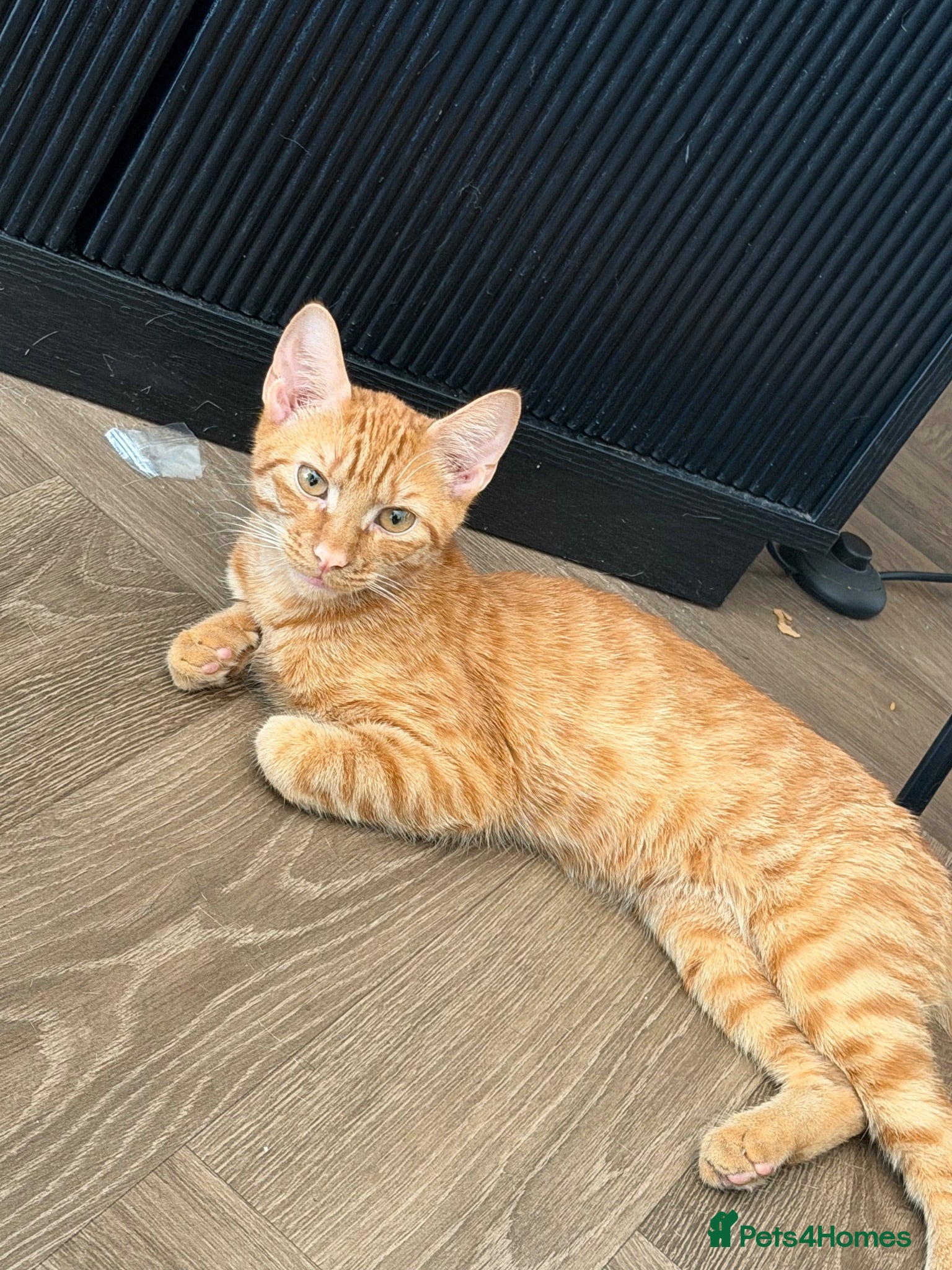 Mixed Breed cats Simba - Advert 2