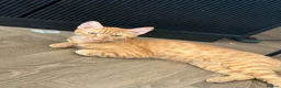 Mixed Breed cats for sale: Simba - Advert 1
