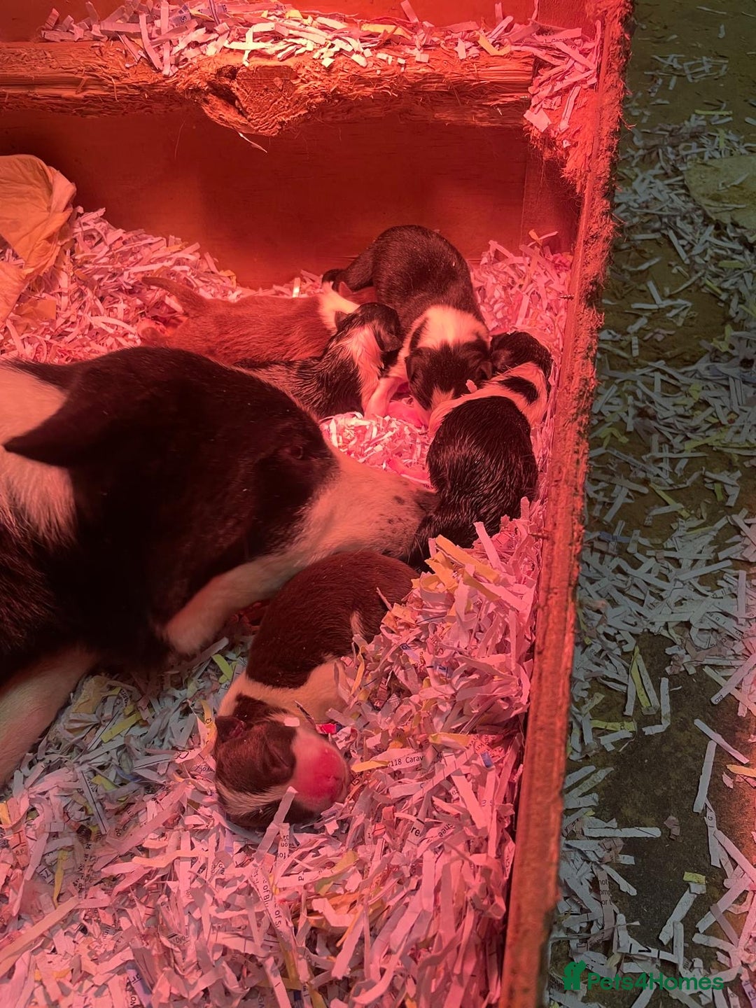 Border Collie dogs for sale: 2 Border Collie Pups - Image 4