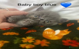 Persian cats for sale: EXCEPTIONAL LITTER PERSIAN EXOTIC KITTENS - Image 1