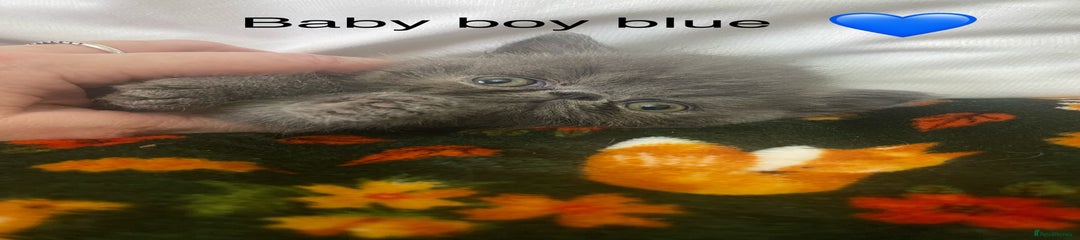 Baby boy blue