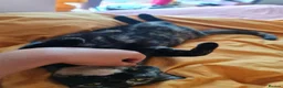Domestic Shorthair cats for sale: Sweet and Dopey Girl Pidge Seeking Loving Home - Advert 4
