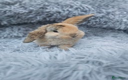 Mini Lop rabbits for sale: MINI PLUSH LOP - LAST BABY TO RESERVE - Image 3