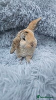 Mini Lop rabbits - Advert 1