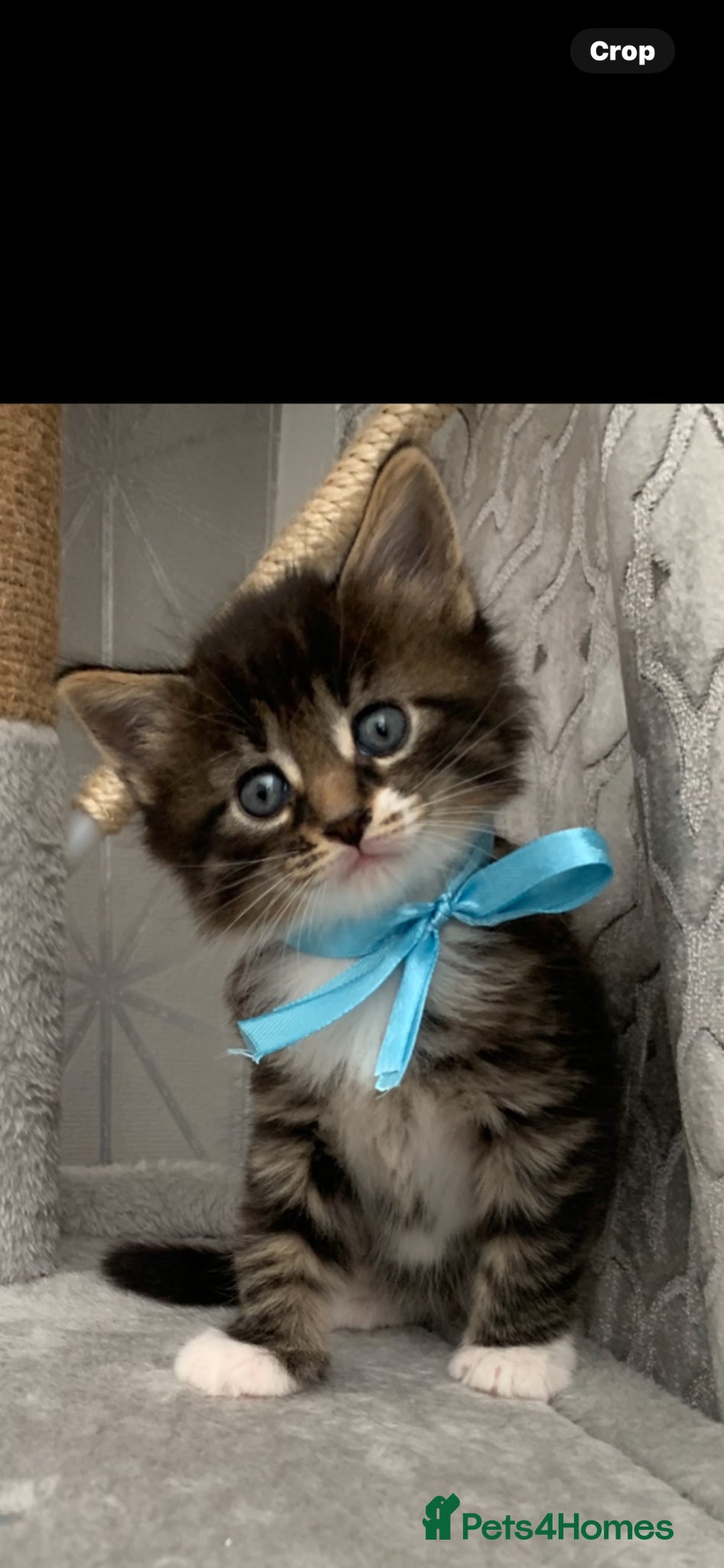 Mixed Breed cats Beautiful kittens looking for loving home. - Advert 2
