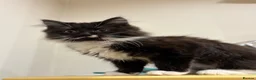 Mixed Breed cats for sale: Beautiful black and white fluffy tuxedo cat - Advert 7