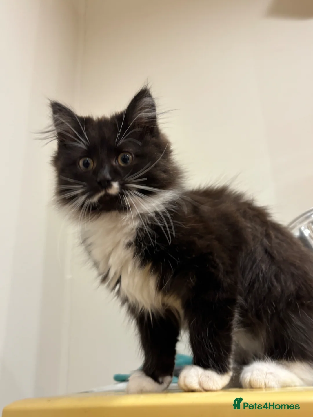 Mixed Breed cats for sale: Beautiful black and white fluffy tuxedo cat - Advert 7
