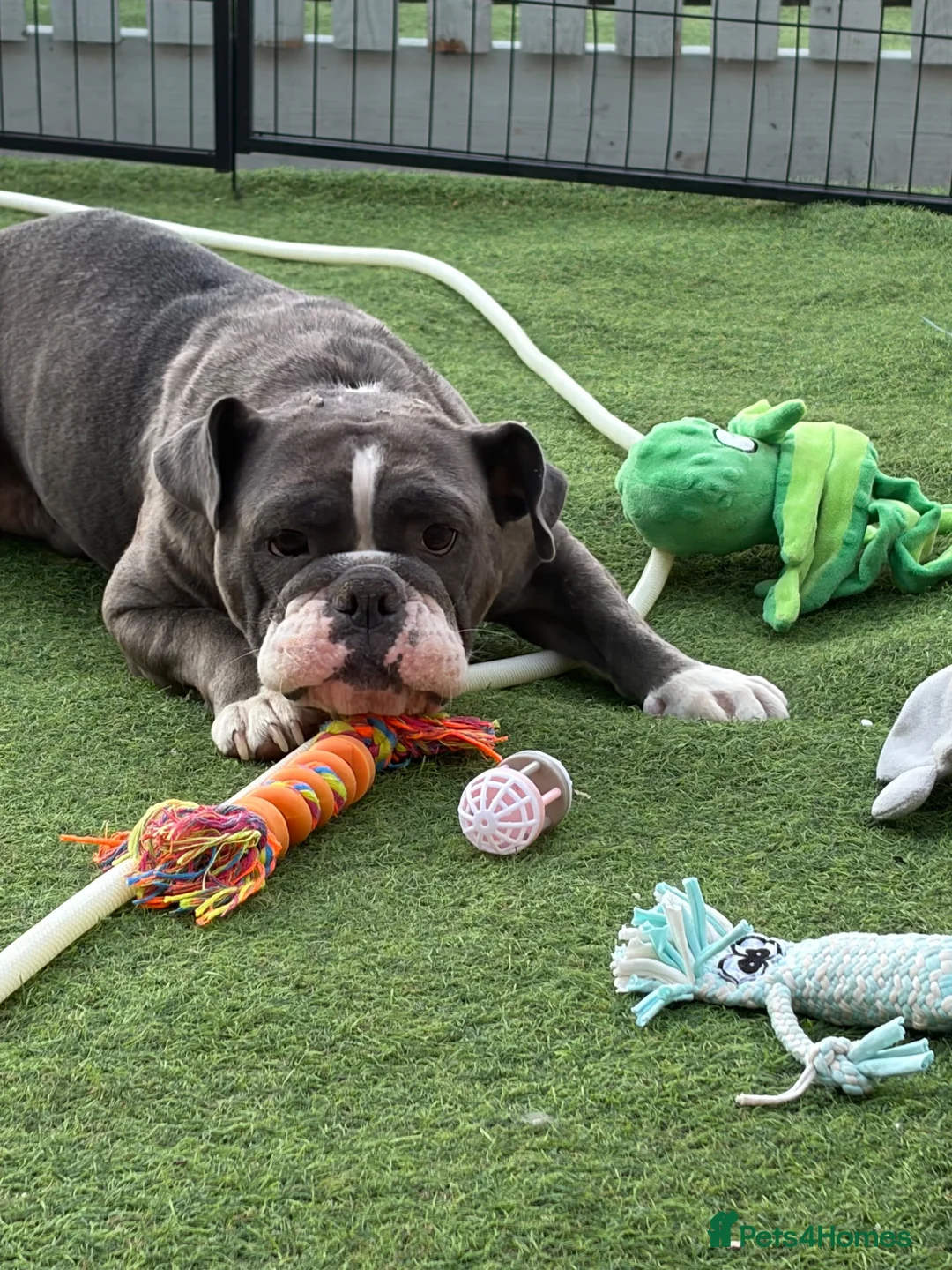Olde English Bulldogge dogs for sale: Olde English bulldog puppies  - Advert 2