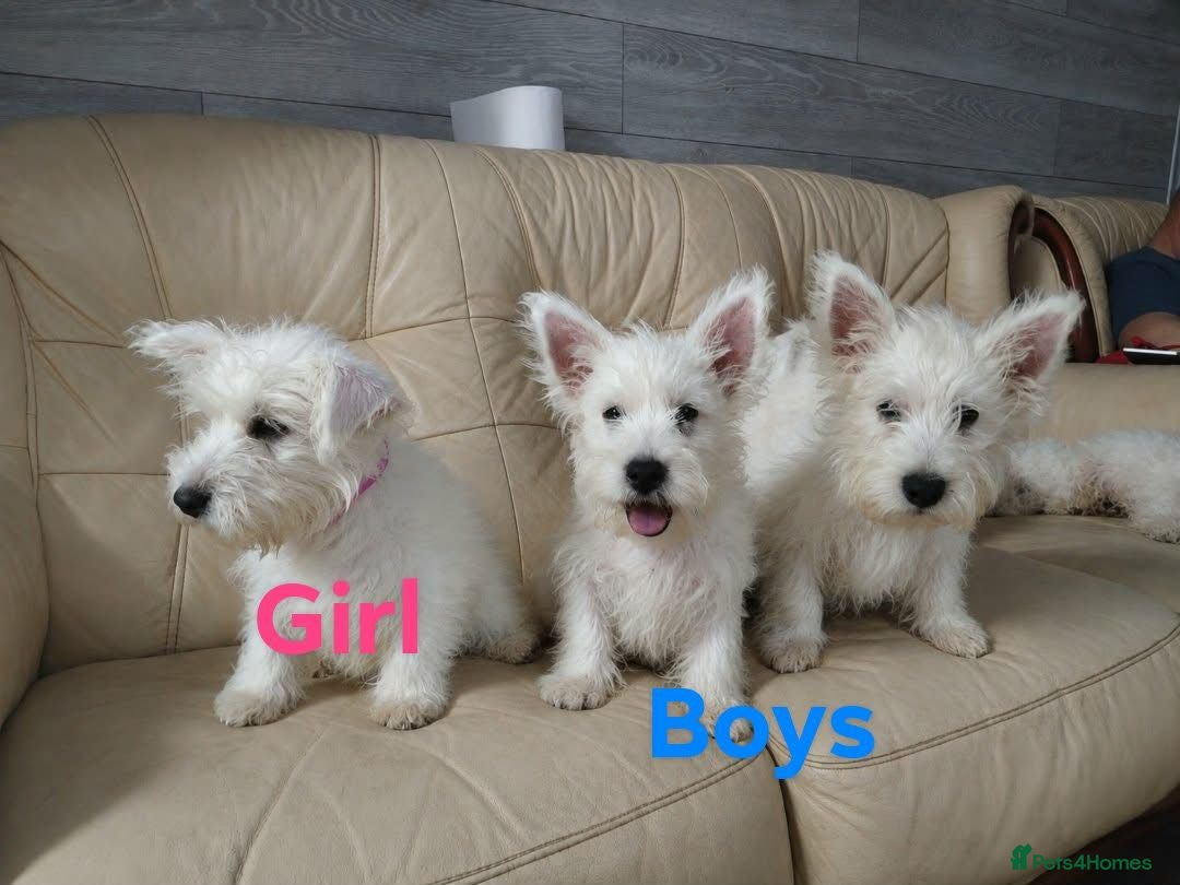 West Highland Terrier dogs Westie puppies available  - Advert 1