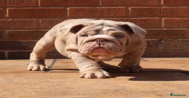 English Bulldog dogs - Advert 16