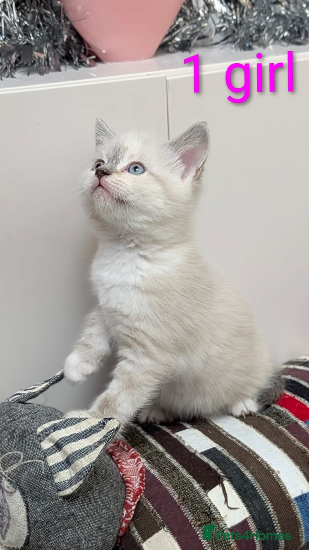 European cats for sale: 4 beautiful kittens for sale - Advert 20